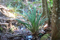 Helmholtzia glaberrima
