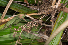 Helmholtzia glaberrima