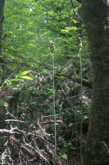 Allium siculum dioscoridis