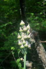 Allium siculum dioscoridis