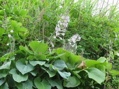 Hosta sieboldiana