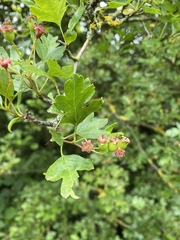 Crataegus monogyna