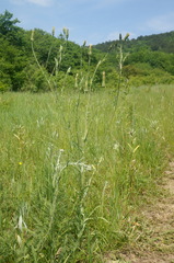 Tragopogon dasyrhynchus