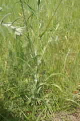 Tragopogon dasyrhynchus