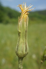 Tragopogon dasyrhynchus