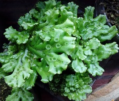 Marchantia polymorpha ruderalis