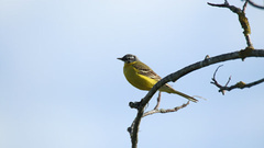 Motacilla flava flava