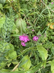 Silene dioica