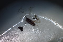 Cryptorchestia garbinii