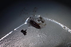 Cryptorchestia garbinii