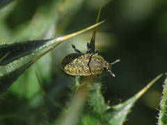 Rhinocyllus