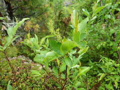 Salix jenisseensis