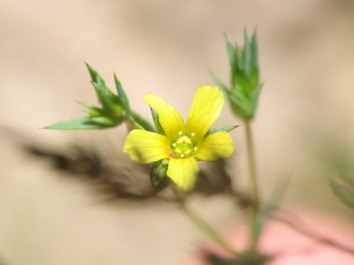 Linum corymbulosum (Linum corymbulosum)
