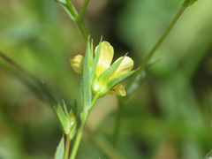 Linum corymbulosum