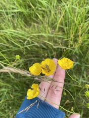 Ranunculus acris