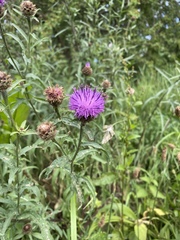 Centaurea nigra