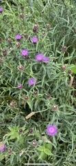 Centaurea nigra