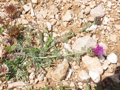 Centaurea ambigua