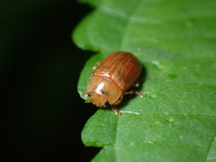 Gonioctena