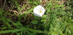 Convolvulus arvensis
