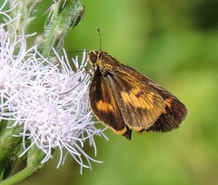 Oriens goloides