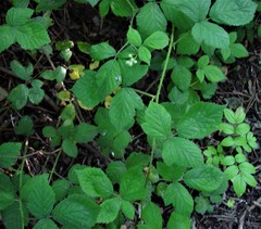 Rubus adenanthoides