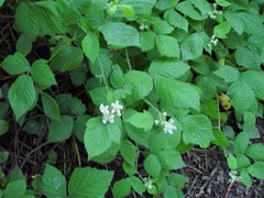 Rubus adenanthoides