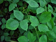 Rubus adenanthoides