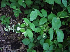 Rubus adenanthoides