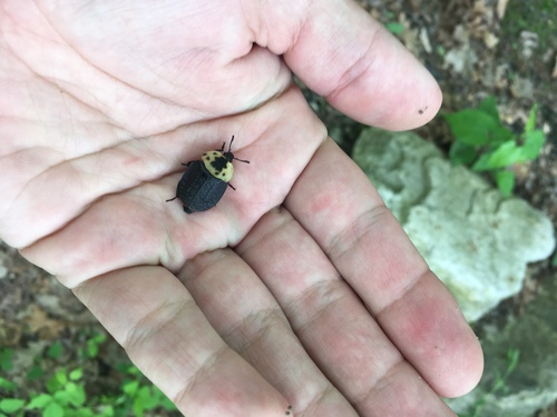 Necrophila americana