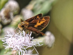 Oriens goloides
