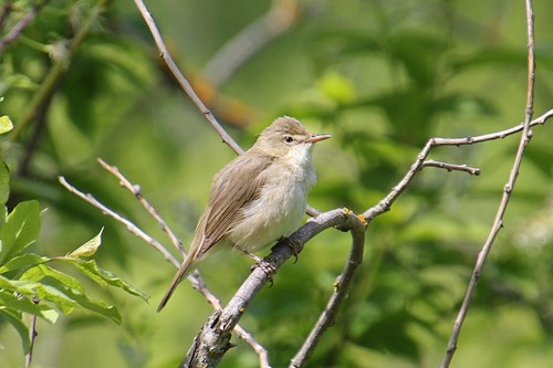 Blyth's Reed Warbler