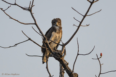 Circaetus beaudouini