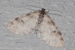 Lobophora nivigerata