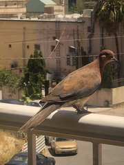 Streptopelia senegalensis
