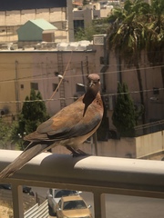 Streptopelia senegalensis
