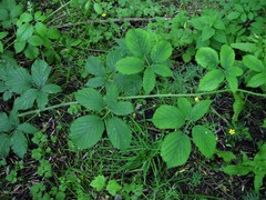 Rubus criniger