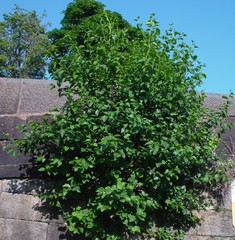 Alnus cordata