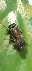 Adoxomyia heminopla