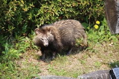 Nyctereutes viverrinus viverrinus