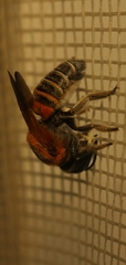 Megachile lerma