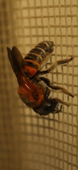 Megachile lerma