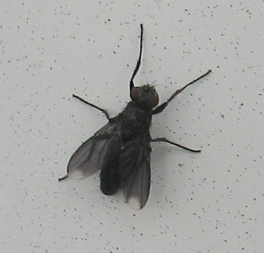 Smoky-winged Woodlouse Fly, photo 3 of 10
