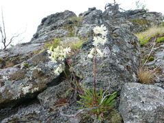 Silene paucifolia