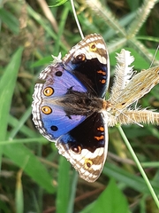 Junonia orithya