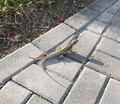 Leiocephalus psammodromus