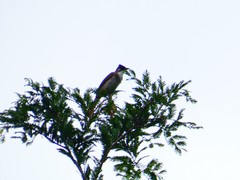 Pycnonotus xanthorrhous