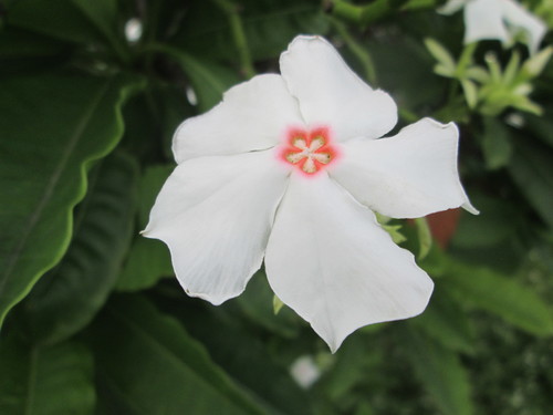 Cerbera manghas