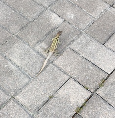 Leiocephalus psammodromus