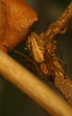 Oxyopes hindostanicus